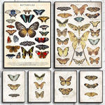 Cuadros de mariposas vintage