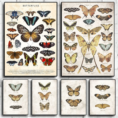 Cuadros de mariposas vintage